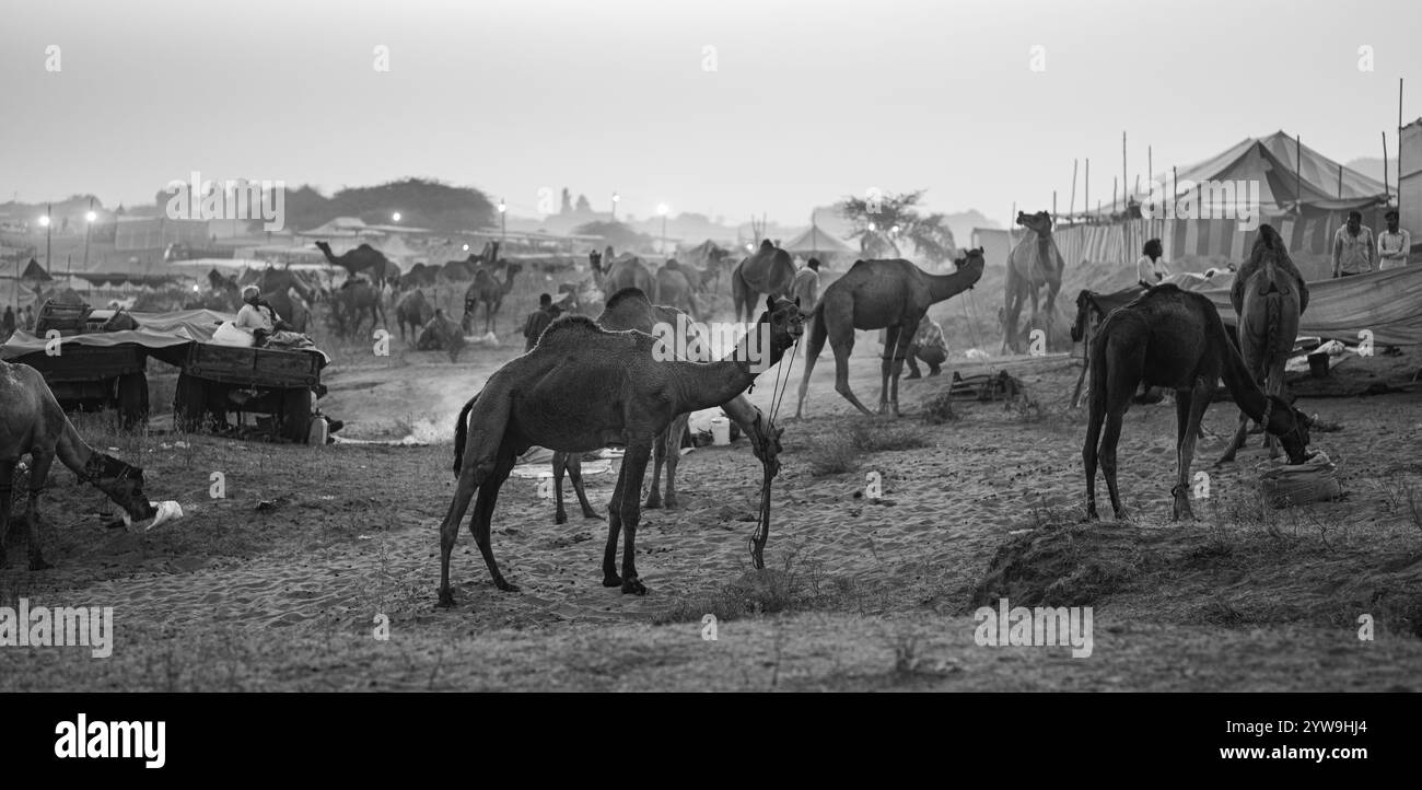 Camel Pushkar Fair Banque D'Images