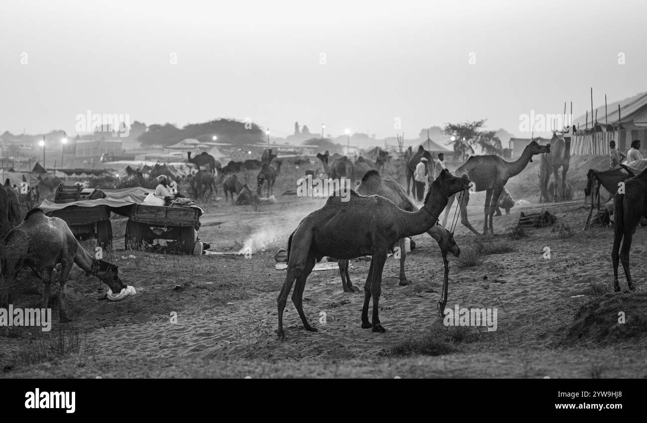Camel Pushkar Fair Banque D'Images