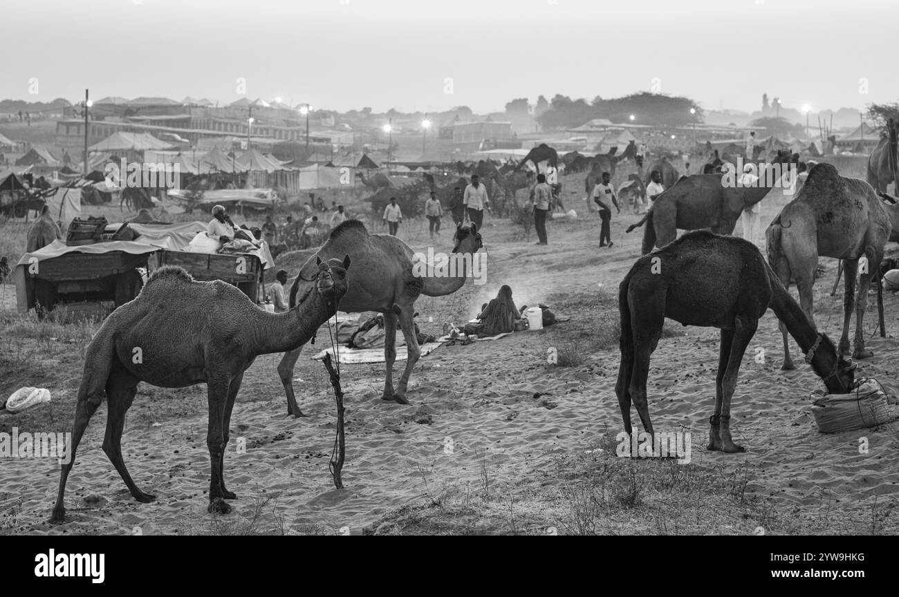 Camel Pushkar Fair Banque D'Images