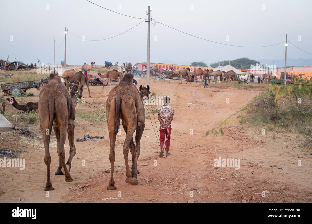 Camel Pushkar Fair Banque D'Images