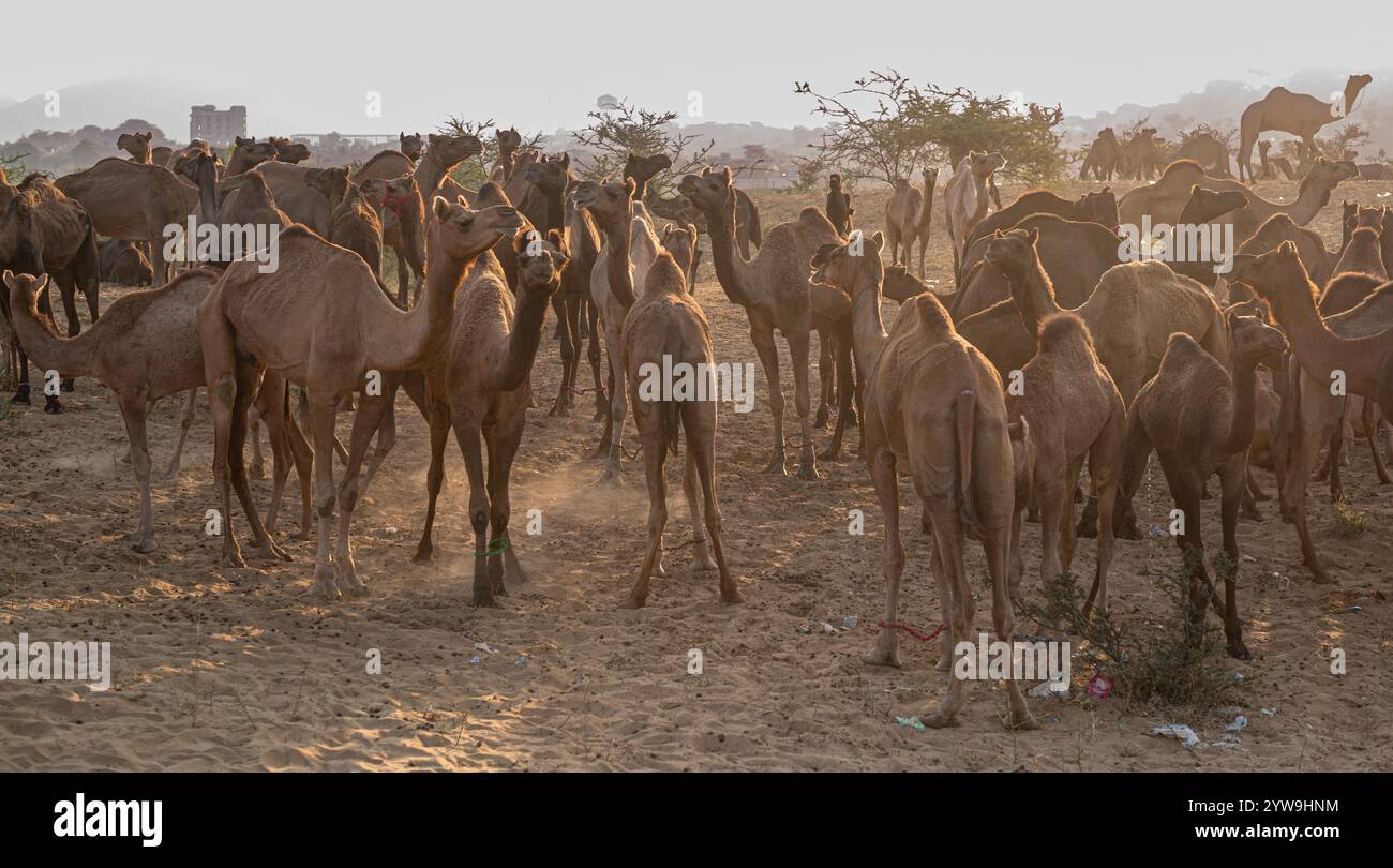 Camel Pushkar Fair Banque D'Images