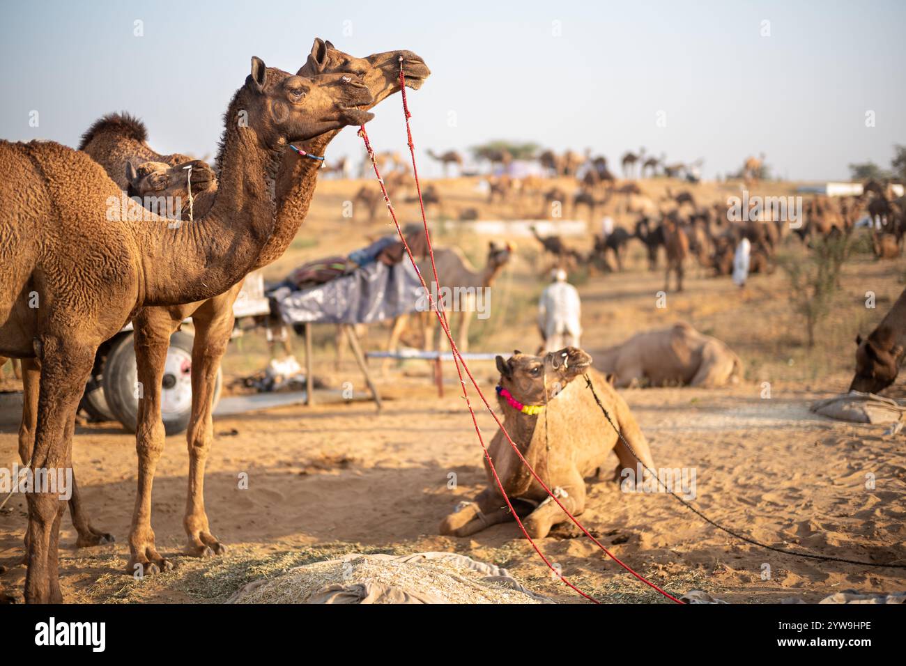 Camel Pushkar Fair Banque D'Images