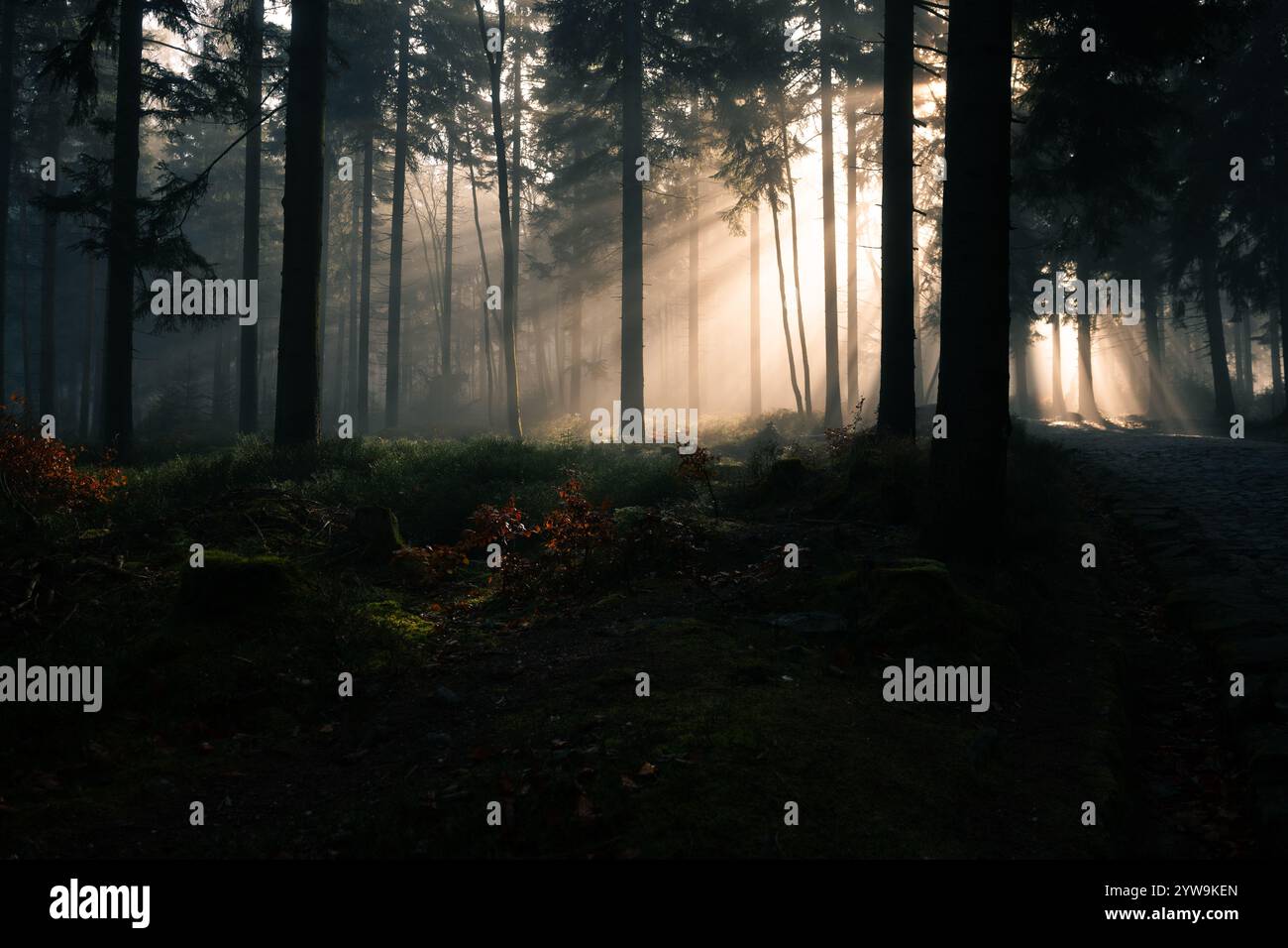 Une forêt sereine où la lumière du soleil filtre doucement à travers les arbres, créant une atmosphère mystique Banque D'Images
