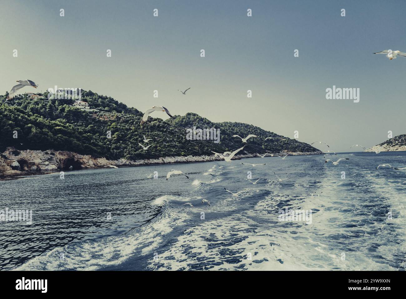 Mouettes au large de la côte de l'île grecque de Skiathos, Grèce, Europe Banque D'Images