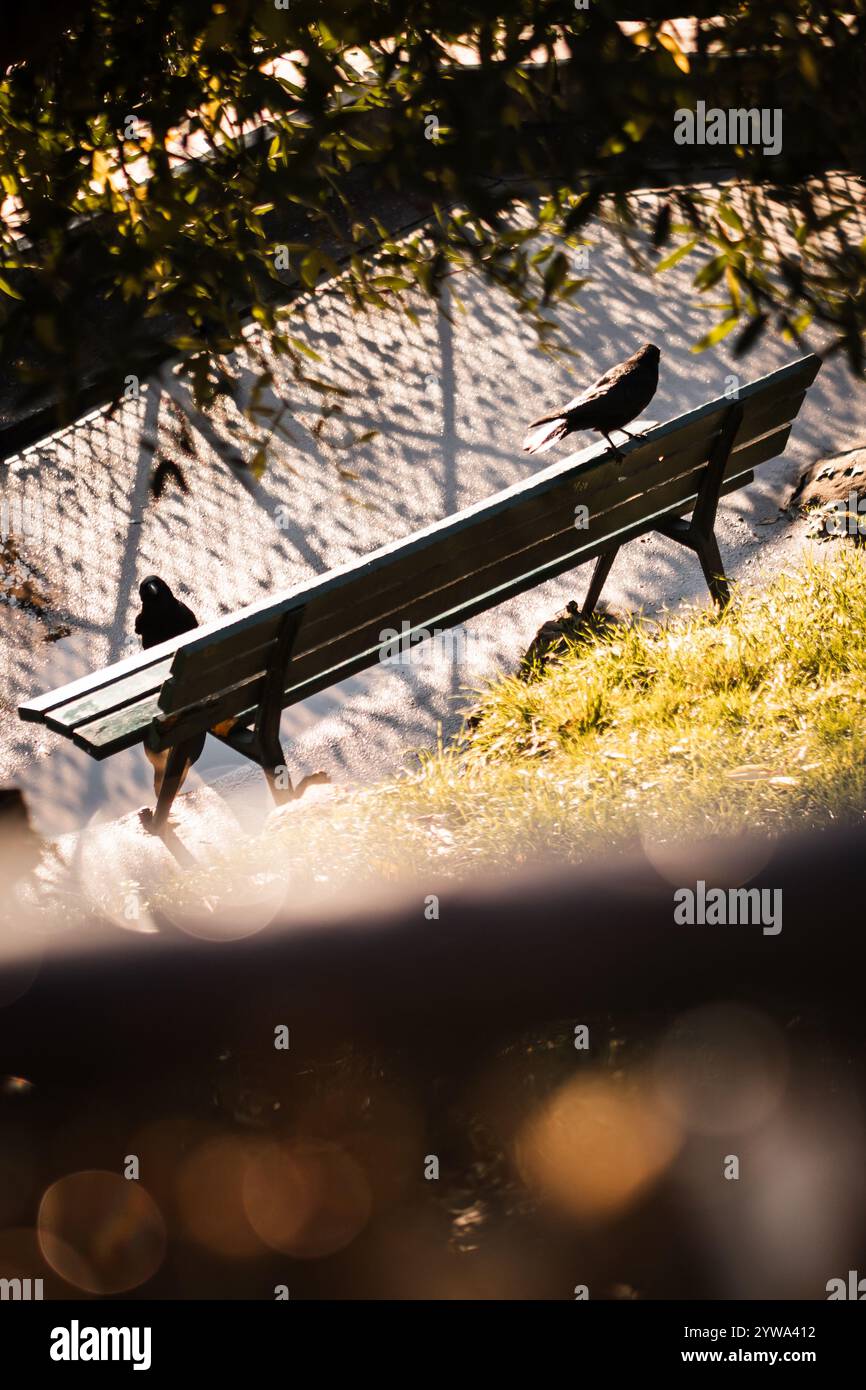 Photo abstraite de deux corbeaux profitant du soleil sur un banc en automne à Montmartre à Paris Banque D'Images