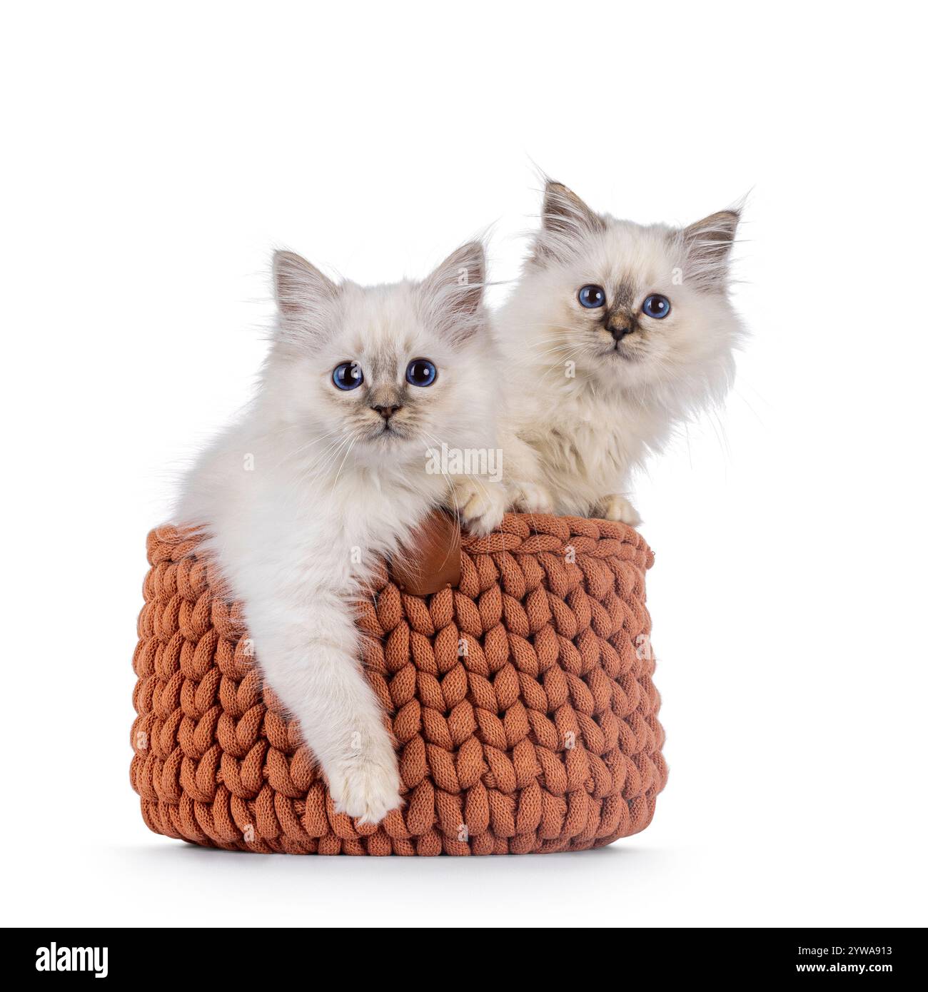 2 chatons chat sacré Borman mignons, assis ensemble dans le panier. Regardant vers la caméra avec les yeux bleus profonds. Isolé sur fond blanc. Banque D'Images