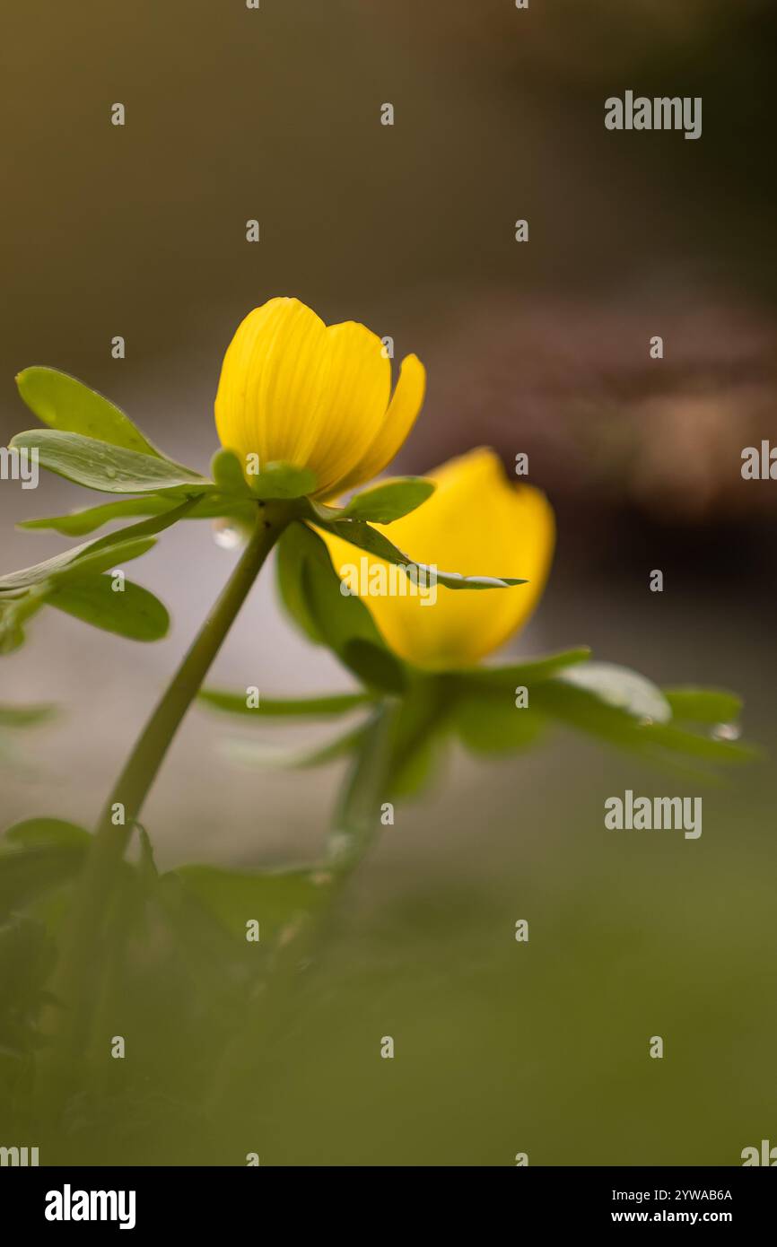Fleurs d'aconite hivernale (Eranthis hyemalis) avec avant-plan et arrière-plan flous Banque D'Images