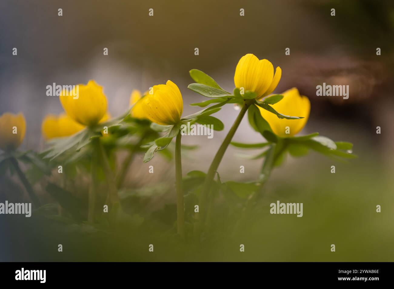 Fleurs d'aconite hivernale (Eranthis hyemalis) avec avant-plan et arrière-plan flous Banque D'Images