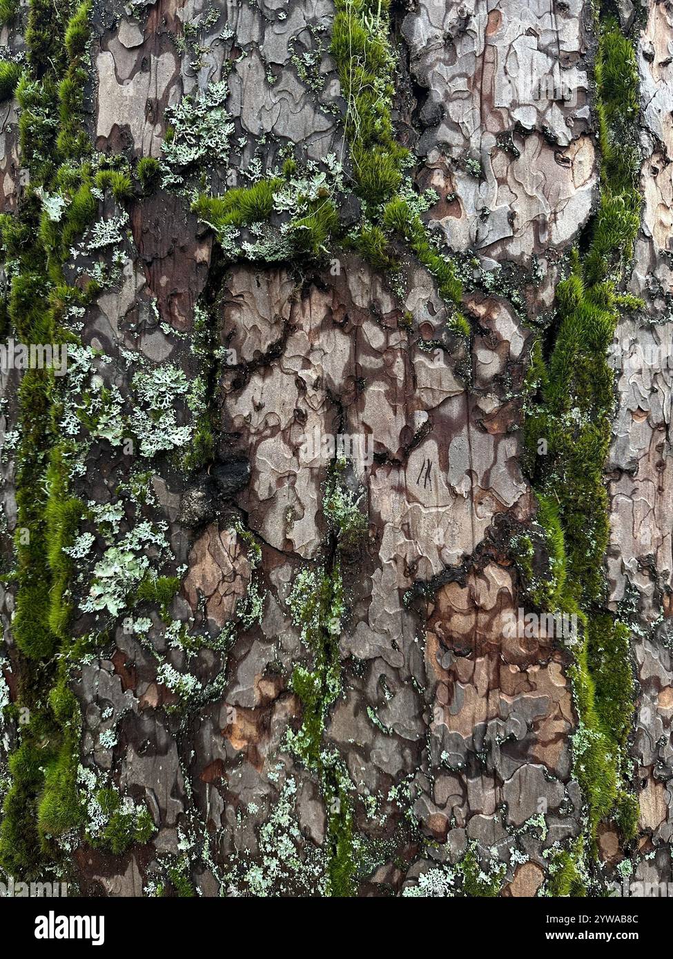 Gros plan de mousse et de lichen sur le tronc d'un pin. Banque D'Images