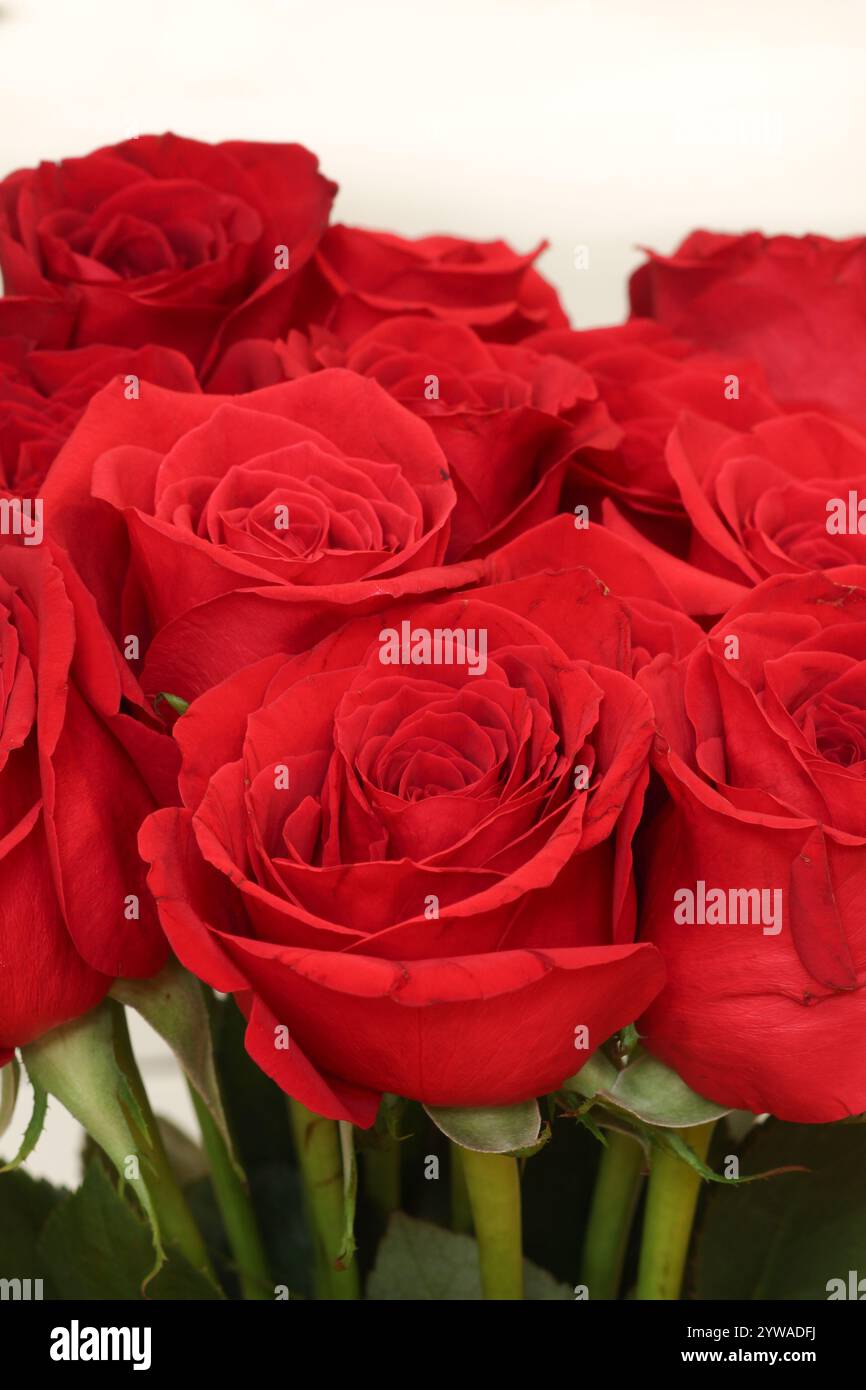 bouquet de roses rouges sur fond blanc, gros plan Banque D'Images