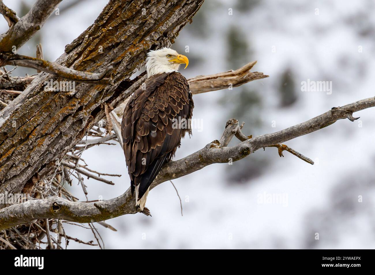 Colorado Bald Eagle Banque D'Images