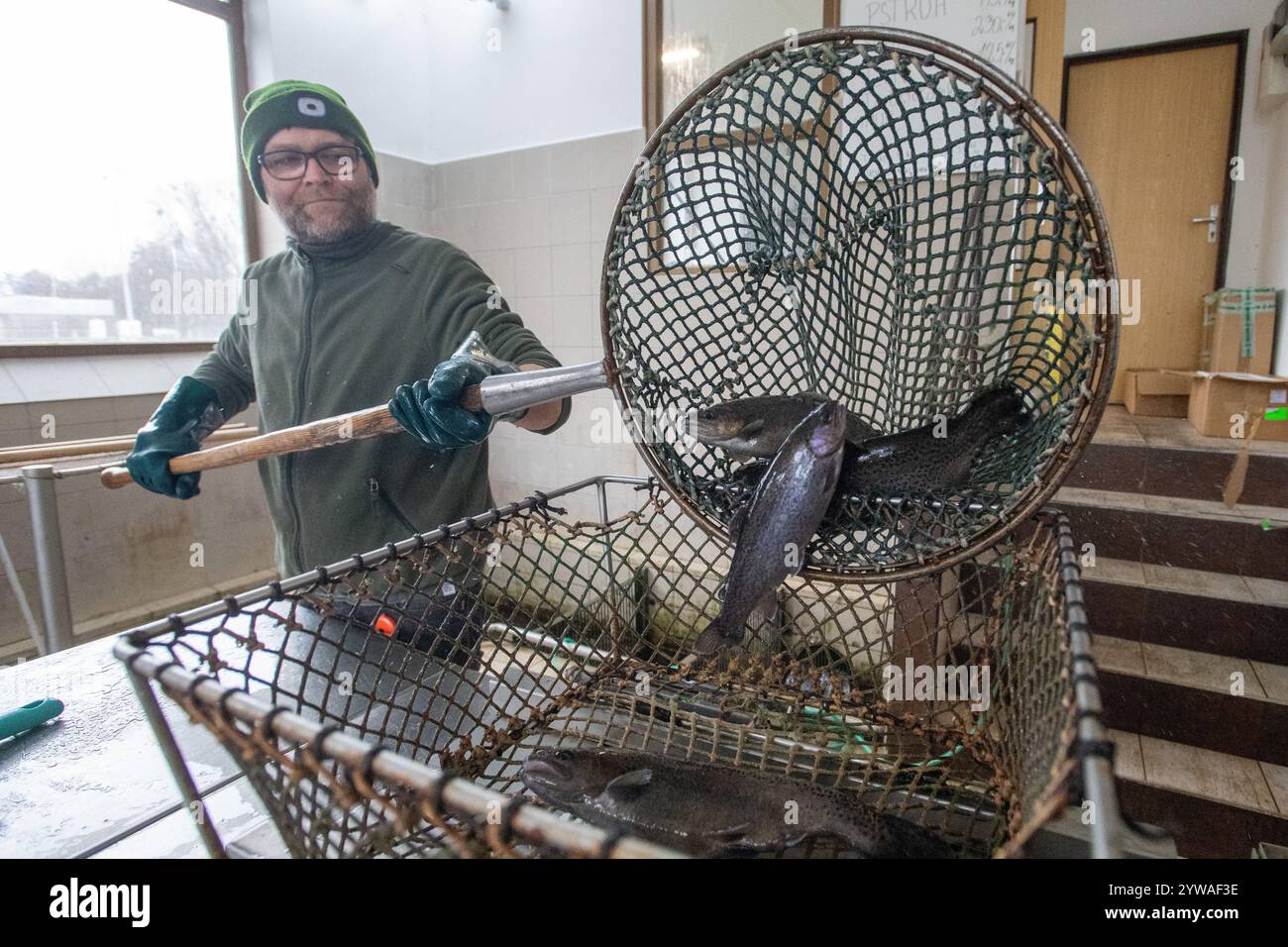 Litomysl, République tchèque. 10 décembre 2024. Vente de poisson de Noël à Litomysl, République tchèque, 10 décembre 2024. La carpe est la nourriture traditionnelle tchèque le soir de Noël. Crédit : Josef Vostarek/CTK photo/Alamy Live News Banque D'Images