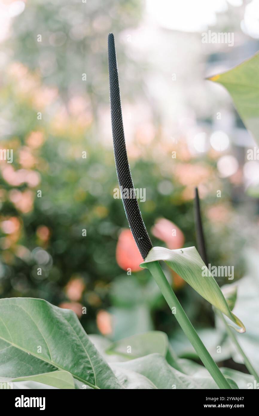 Anthurium grandifolium est une plante grimpante avec des tiges allongées et de grandes feuilles ovales Banque D'Images