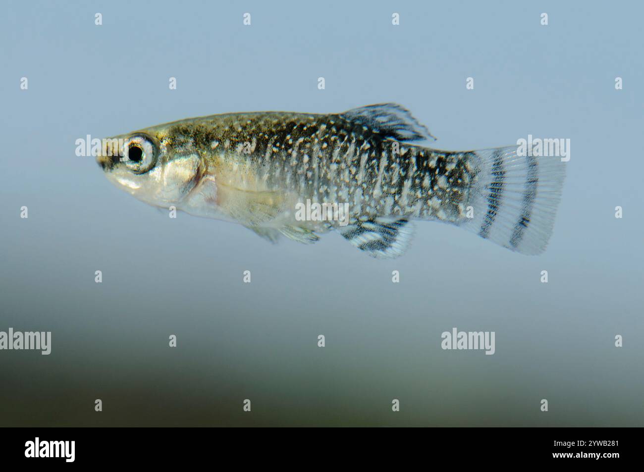 Mâle d'Aphanius iberus, espèce larvivore de moustiques actuellement menacée en Méditerranée depuis l'introduction du moustique américain Banque D'Images