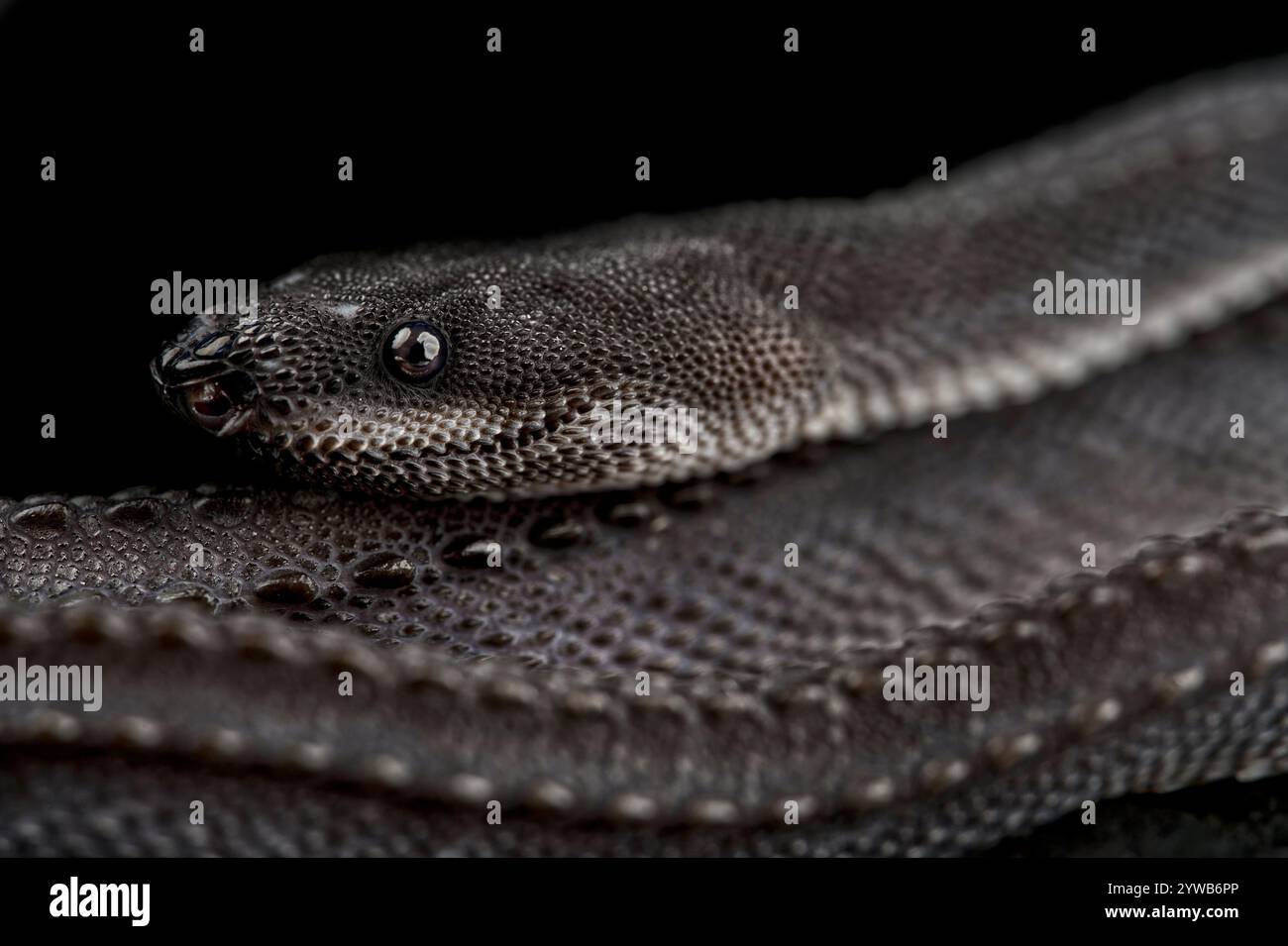 Serpent dragon (Xenodermus javanicus) Banque D'Images