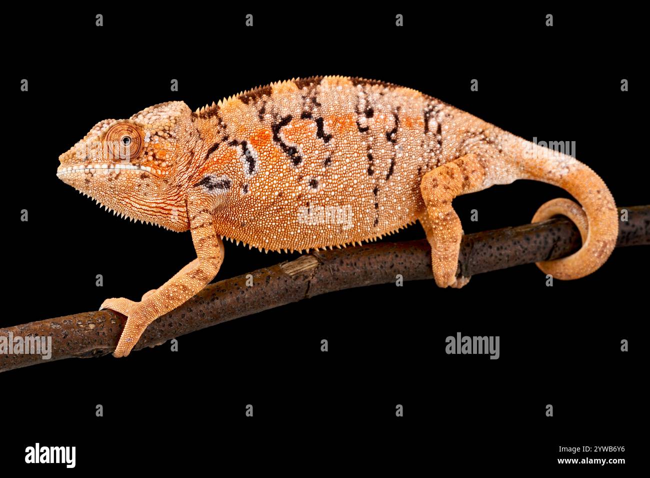 Panther caméléon (Furcifer pardalis) femelle Banque D'Images