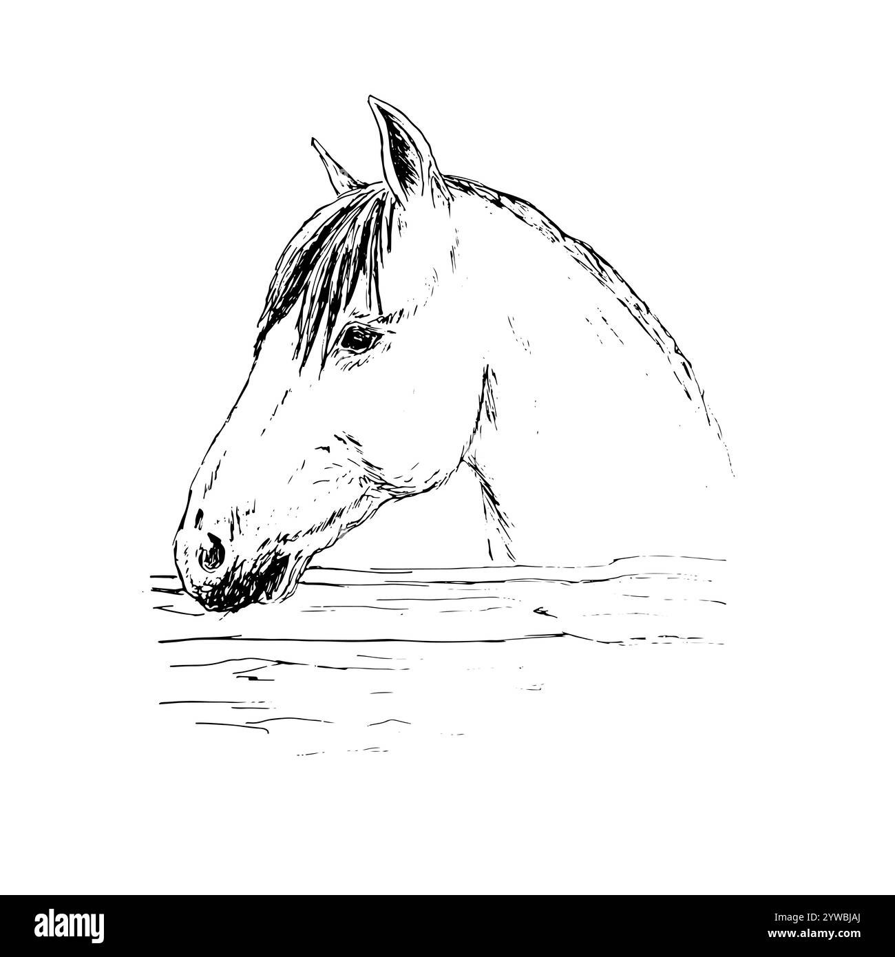 Vecteur noir dessiné à la main doodle tête de cheval d'esquisse isolé sur fond blanc Illustration de Vecteur