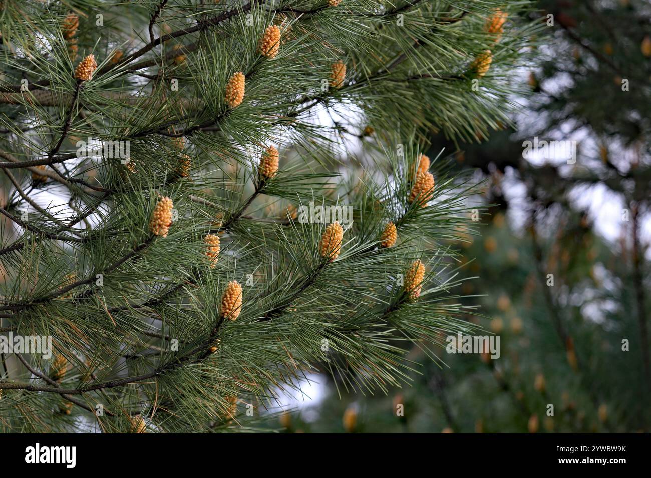 Pine Tree, nature Close-up - 10 décembre 2024 : une vue macro vibrante d'une branche de pin présentant ses cônes polliniques mâles entourés d'aiguilles Banque D'Images