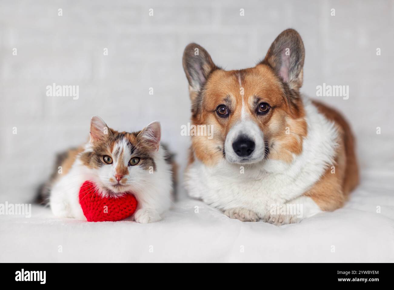 couple amis chien corgi et chat calico se trouvent à côté du cœur rouge le jour de la saint-valentin Banque D'Images