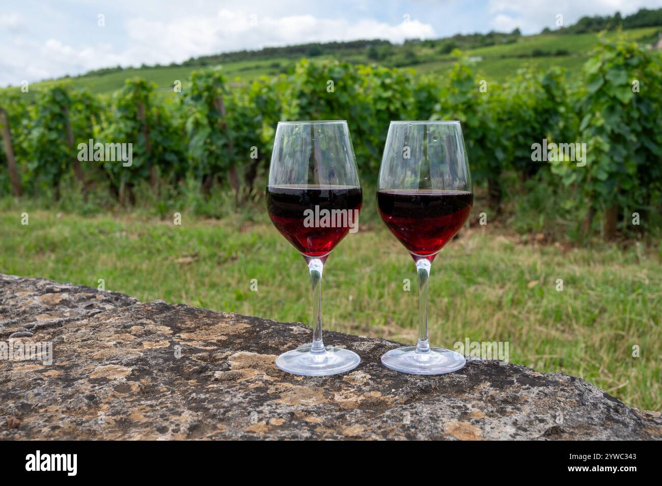 Dégustation de vin rouge pinot noir sur des vignobles grand cru avec croix et murs de pierre en Côte de nuits, élaboration de vin rouge et blanc de Bourgogne célèbre à Bur Banque D'Images