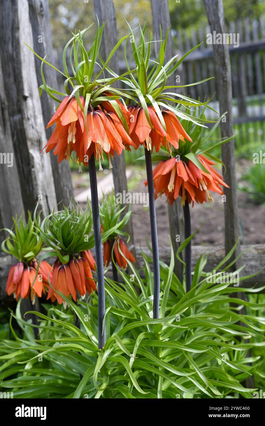 Fleurs impériales de la couronne dans le jardin rustique Banque D'Images