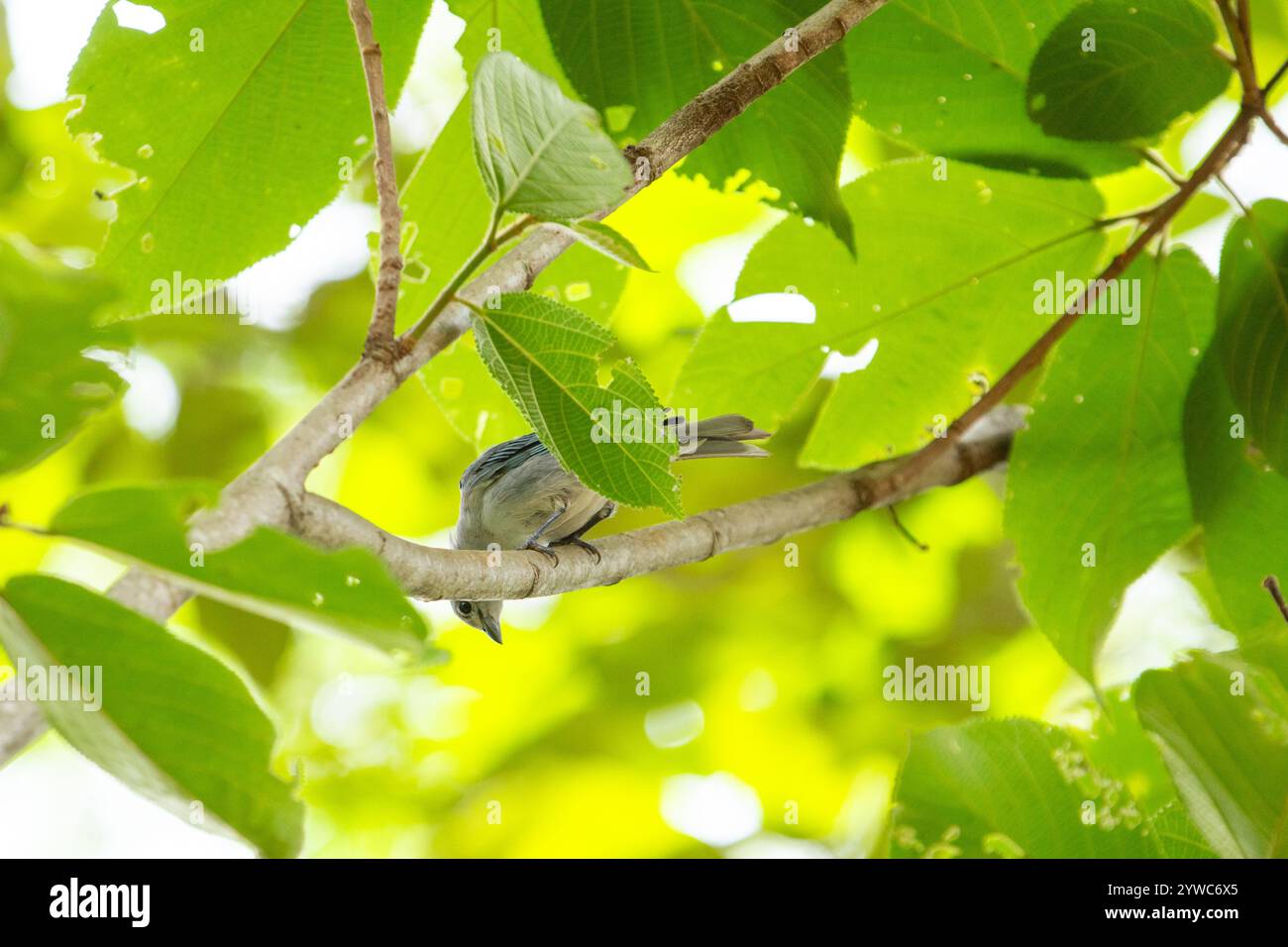 Goiania, Goias, Brésil – 07 décembre 2024 : un oiseau perché sur la branche d'un arbre feuillu. Banque D'Images