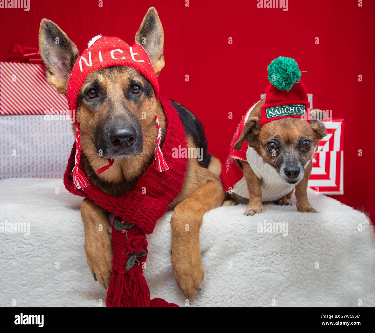 Portrait d'un berger allemand et d'un terrier de teckel se mélangent portant des chapeaux vilains et jolis en laine Banque D'Images