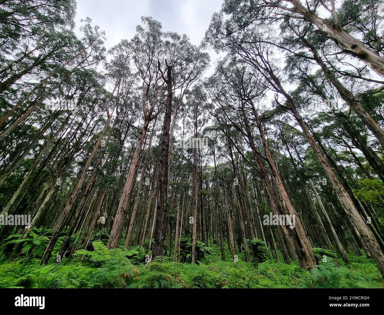 Un peuplement de frênes de montagne (Eucalyptus regnans) avec des fougères (Cyathea australis) à Olinda dans le mont Dandenong, Australie. Vue panoramique. Banque D'Images