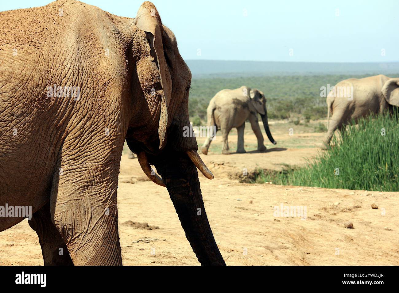 Gros plan détaillé du visage d'un éléphant dans le parc national Kruger, en Afrique du Sud, mettant en valeur sa peau texturée, son œil expressif et ses défenses majestueuses. Banque D'Images