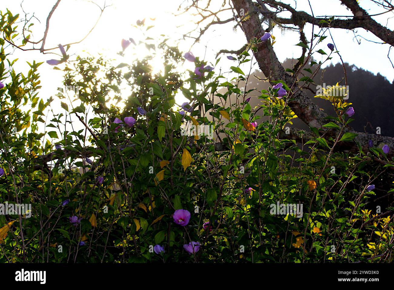 Une vue rapprochée d'un buisson en fleurs vives mettant en valeur des fleurs vives dans un paysage sud-africain luxuriant. Le printemps a surgi Banque D'Images