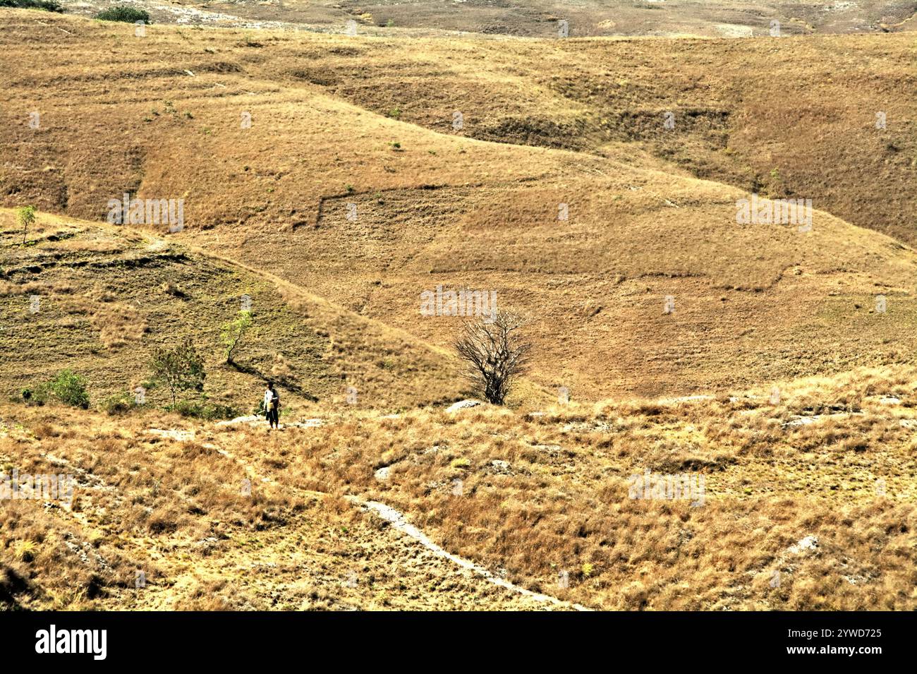 Un agriculteur transportant un pulvérisateur de pesticides marchant sur des prairies sèches sur des paysages vallonnés pendant la saison sèche sur la colline de Wairiding à l'île de Sumba, en Indonésie. Banque D'Images