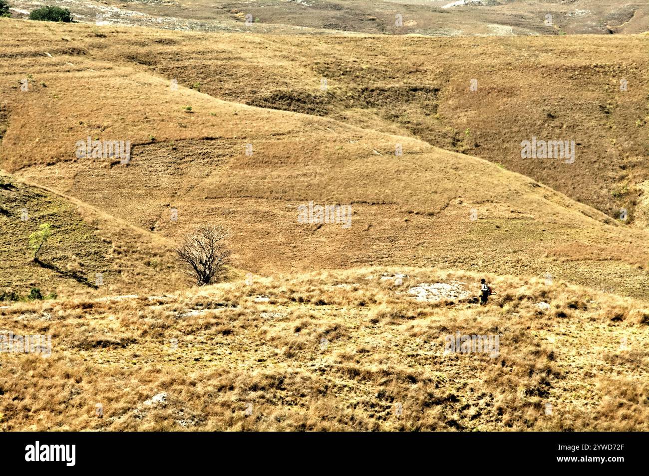 Un agriculteur transportant un pulvérisateur de pesticides marchant sur des prairies sèches sur des paysages vallonnés pendant la saison sèche sur la colline de Wairiding à l'île de Sumba, en Indonésie. Banque D'Images