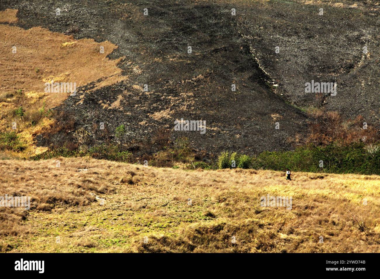 Un agriculteur transportant un pulvérisateur de pesticides marchant sur des prairies sèches sur des paysages vallonnés pendant la saison sèche sur la colline de Wairiding à l'île de Sumba, en Indonésie. Banque D'Images