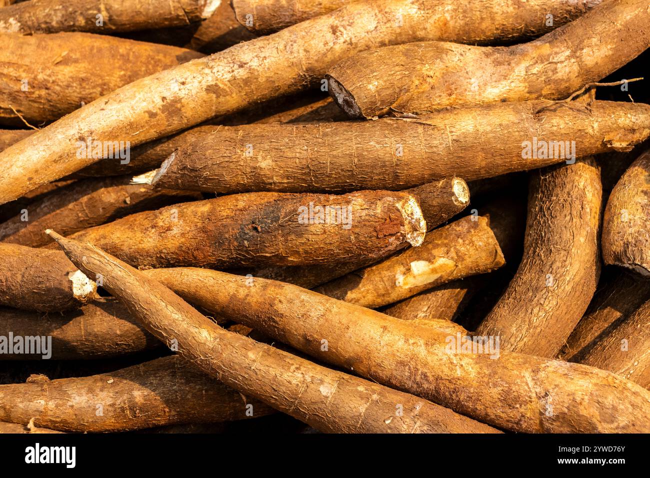 Tas de manioc frais, au Brésil. Un bouquet de manioc cru à vendre au marché. Texture de motif de fond de manioc. Banque D'Images