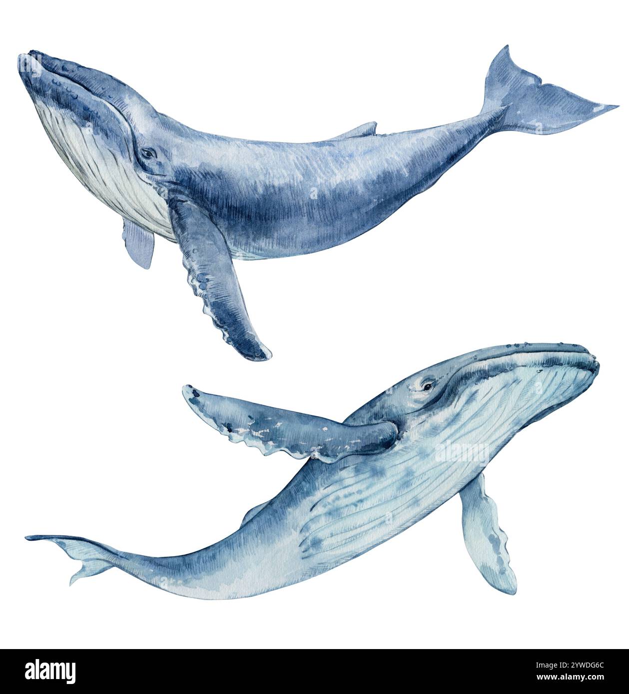 Baleines à bosse dessinées à l'aquarelle. Illustration aquarelle isolée sur un fond blanc. Développement marin, espèces rares. Banque D'Images