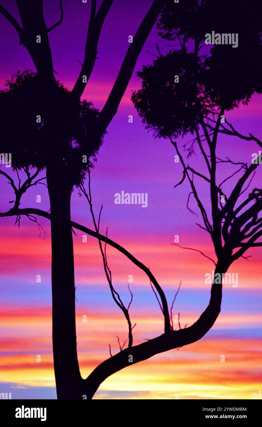 Silhouette d'arbre de gomme de saumon coucher de soleil, Australie occidentale Banque D'Images