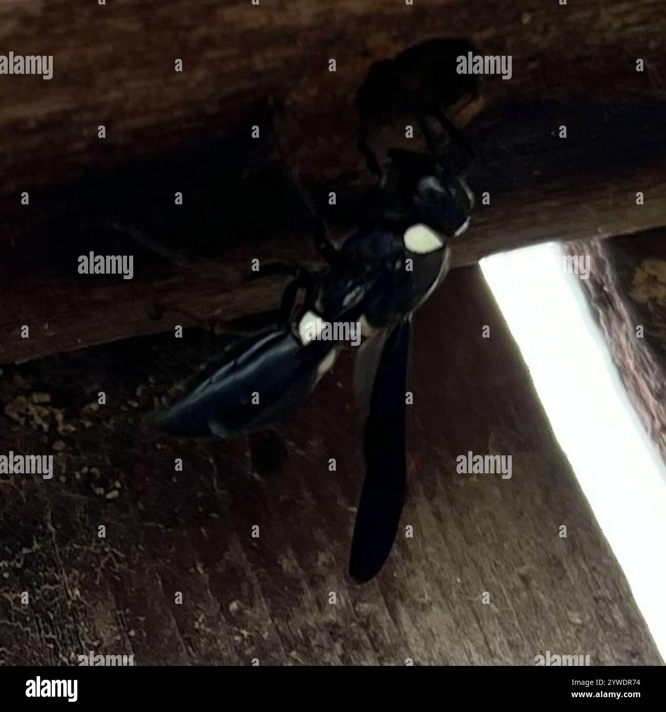 Guêpe de maçon à quatre dents (Monobia quadridens) Banque D'Images