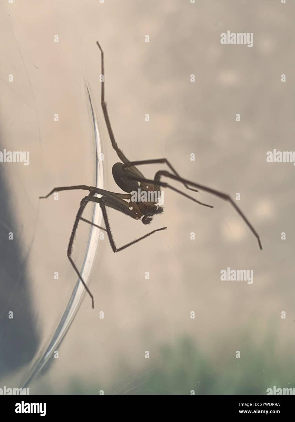 Recluse brune (Loxosceles reclusa) Banque D'Images