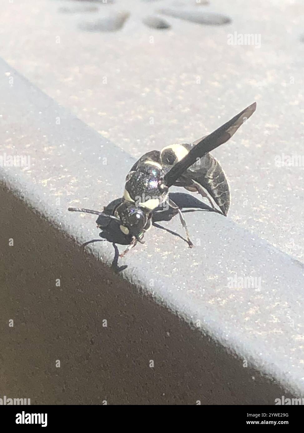 Guêpe de maçon à quatre dents (Monobia quadridens) Banque D'Images