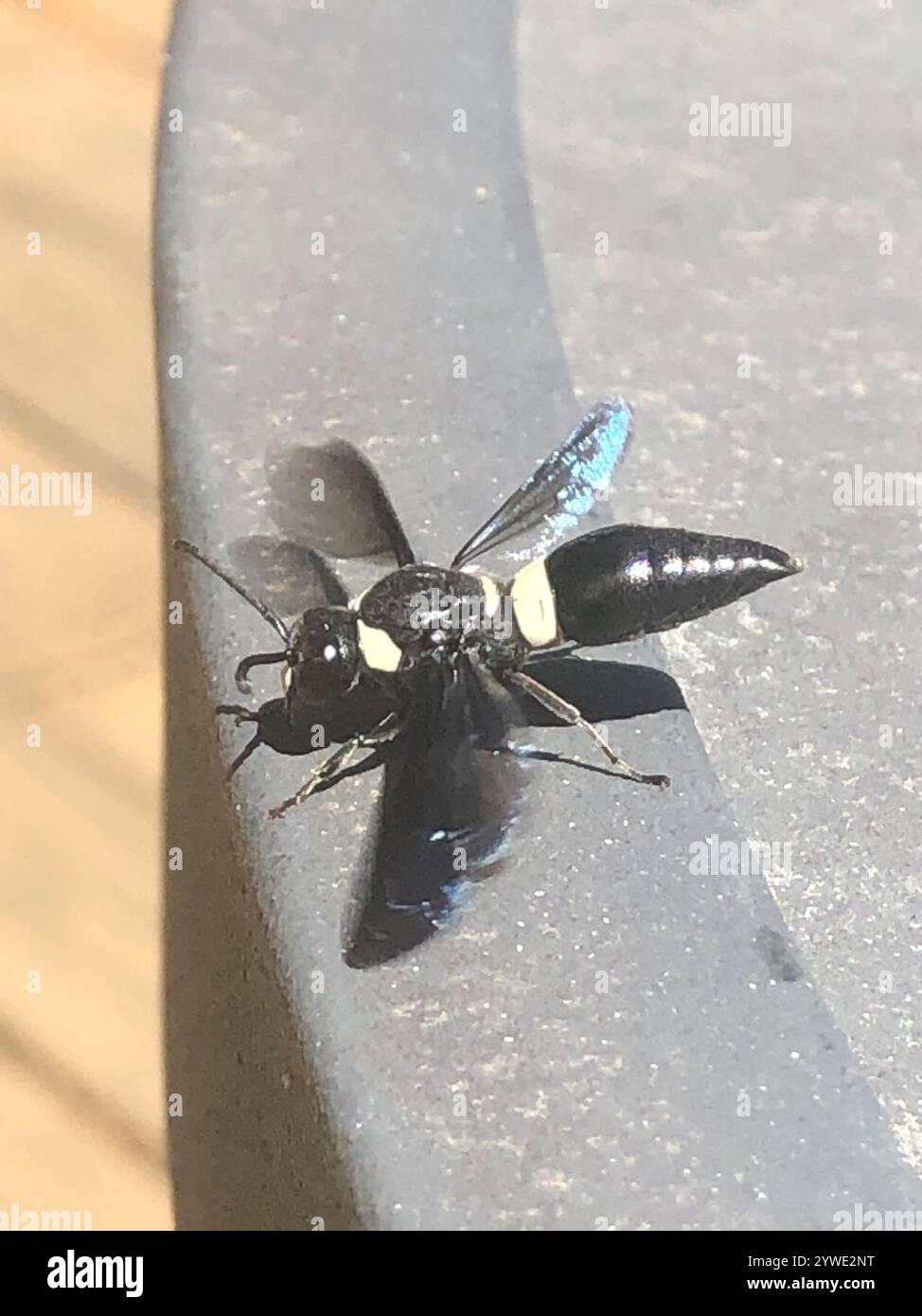 Guêpe de maçon à quatre dents (Monobia quadridens) Banque D'Images