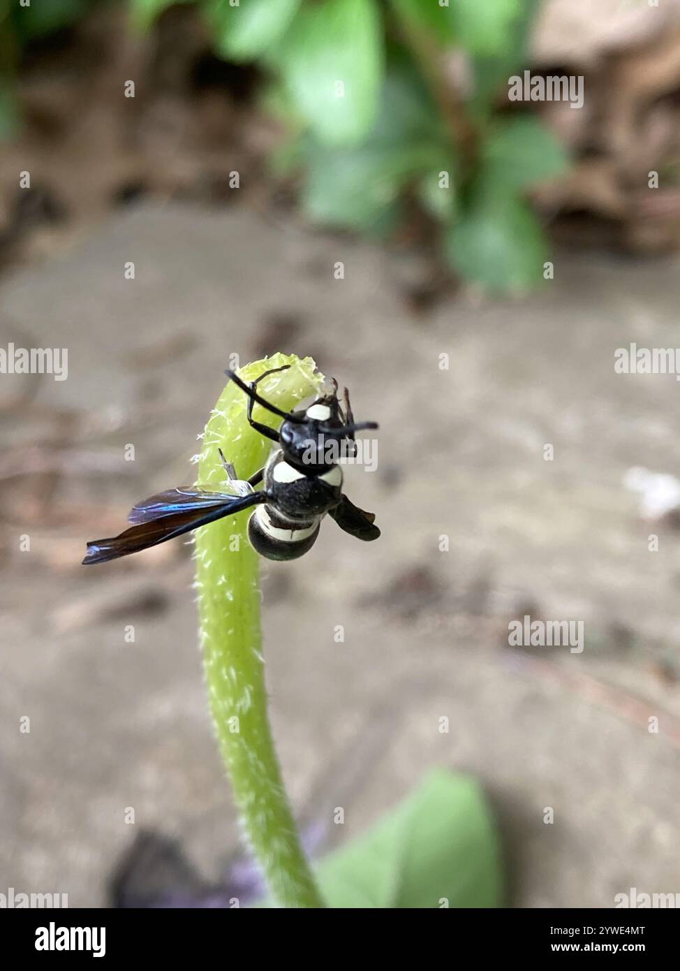 Guêpe de maçon à quatre dents (Monobia quadridens) Banque D'Images