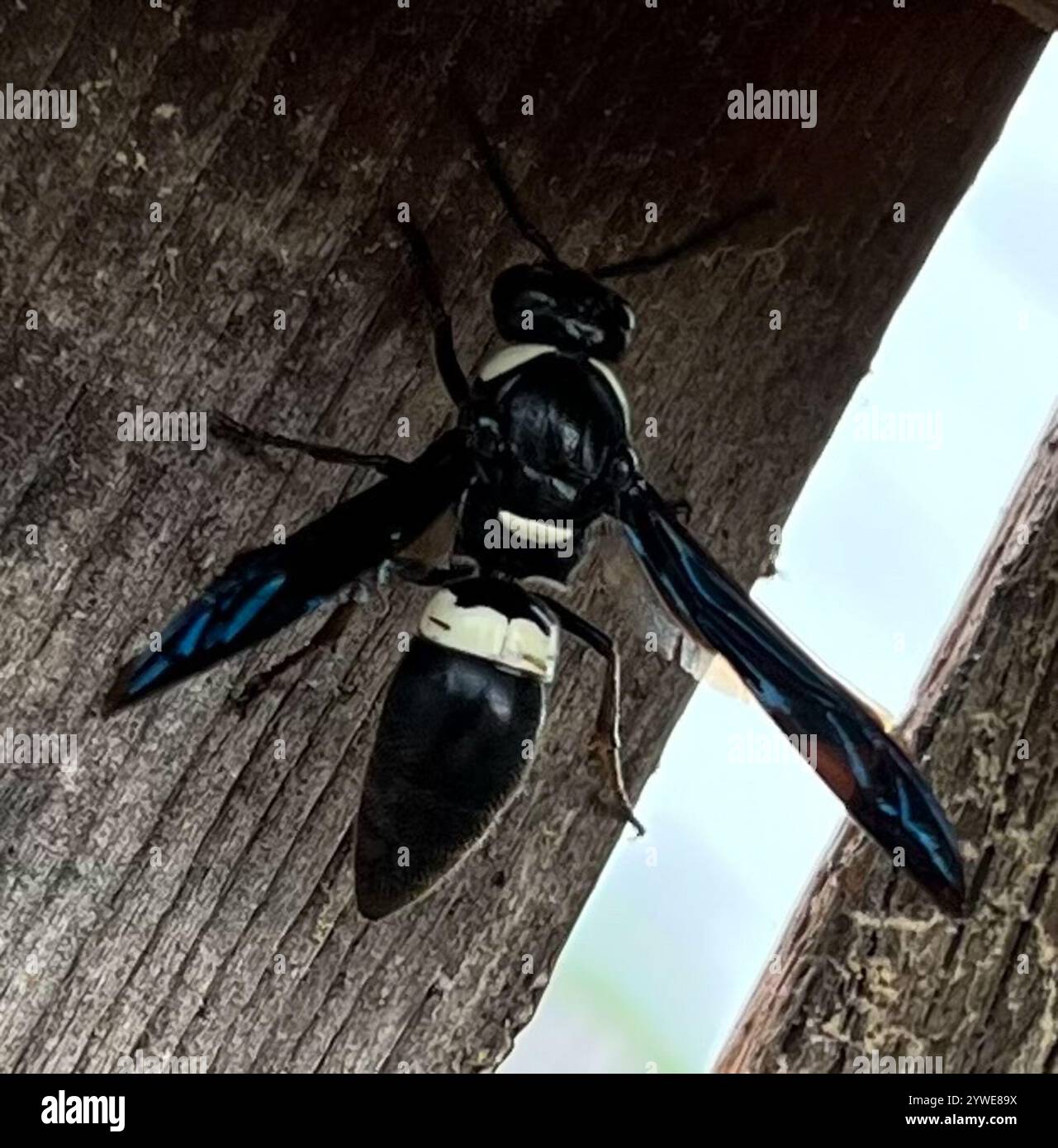 Guêpe de maçon à quatre dents (Monobia quadridens) Banque D'Images
