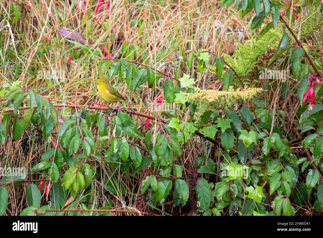 L'image capture un magnifique gros plan d'un Amakihi perché gracieusement dans la forêt de Hakalau, mettant en valeur son plumage jaune éclatant. Son regard curieux et Banque D'Images