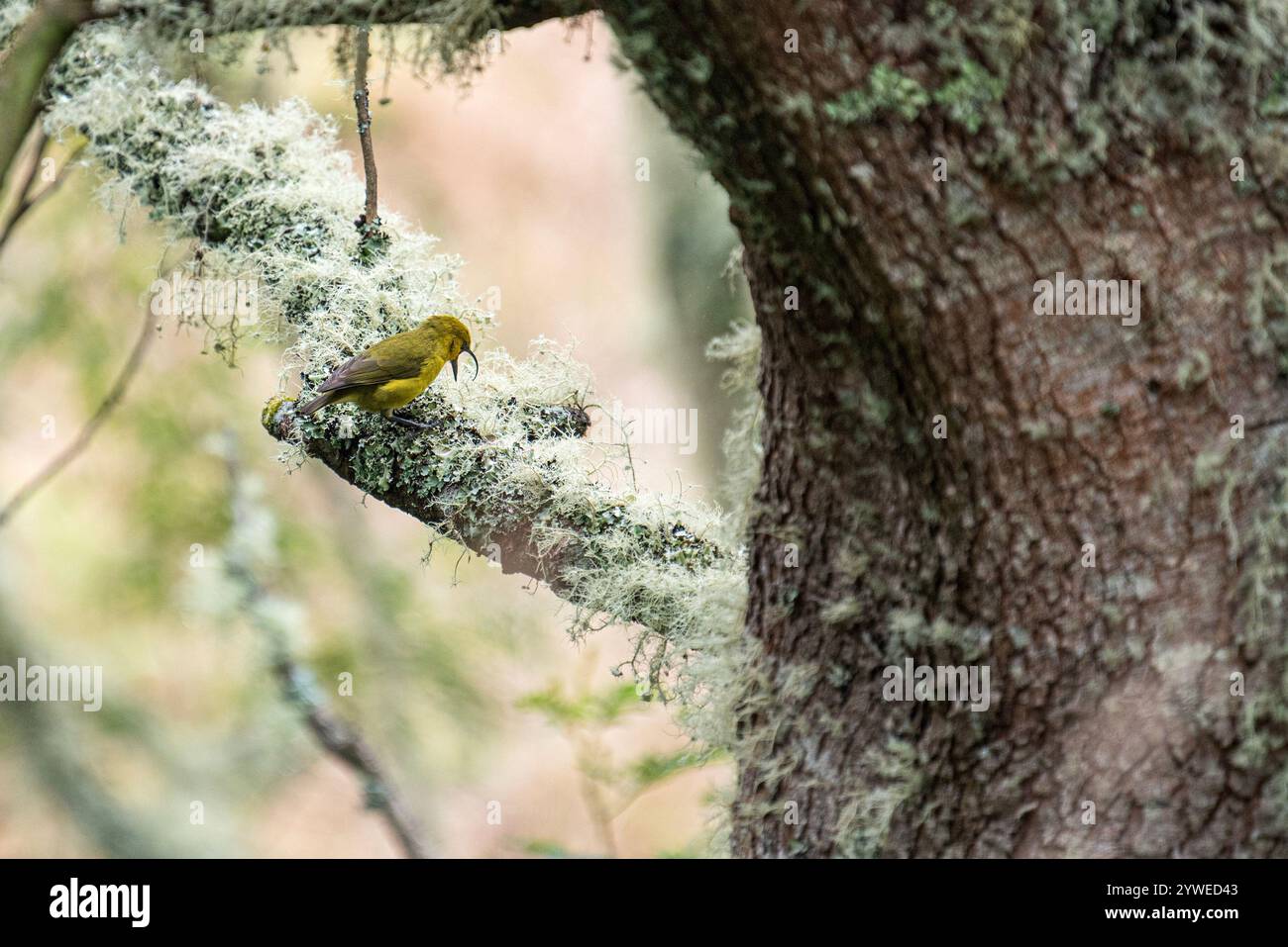 Akipola au perchée gracieusement sur une branche couverte de mousse dans la forêt de Hakalau. Son bec distinctif et son plumage vibrant se distinguent de la végétation luxuriante Banque D'Images