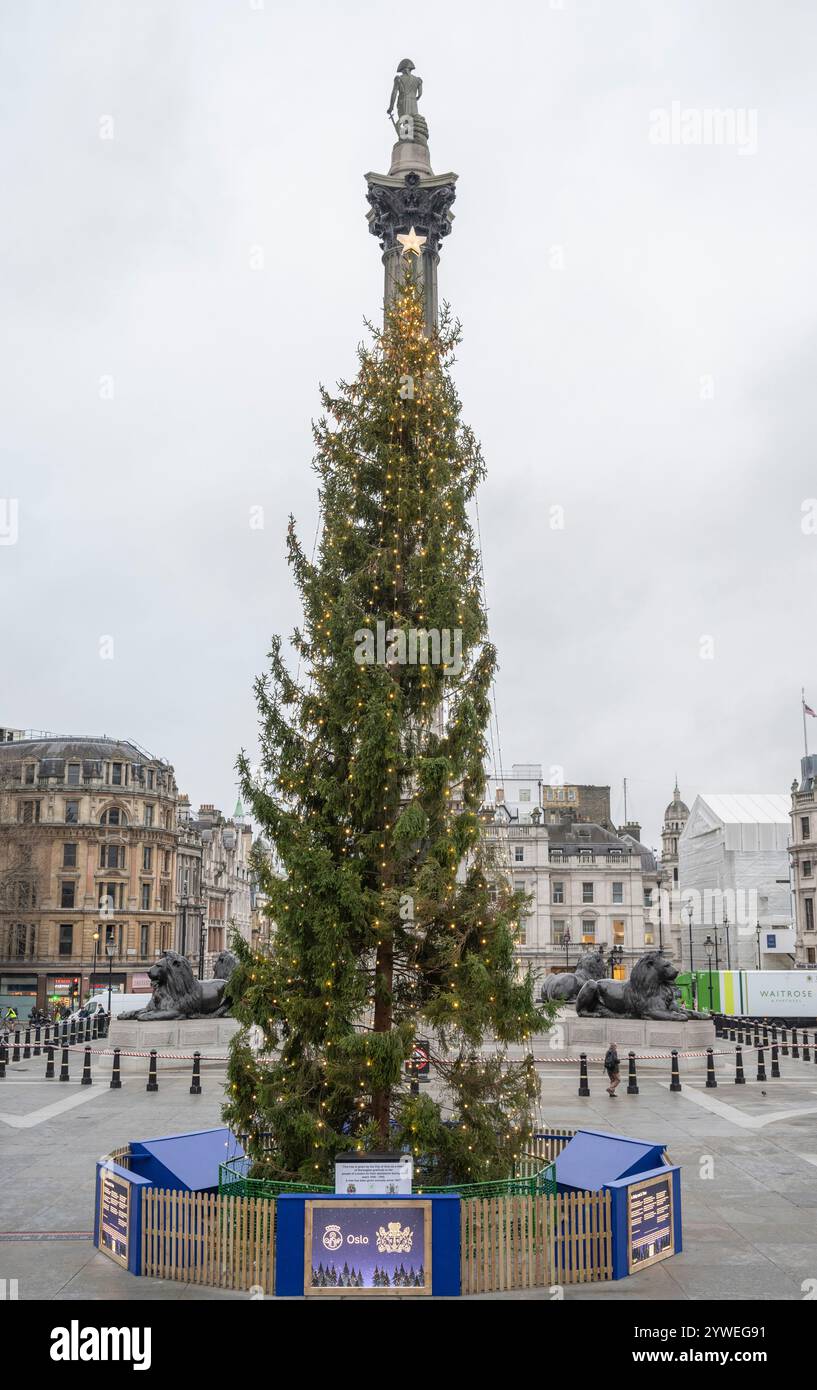 11 décembre 2024. Sapin de Noël Norwegian Spruce, Trafalgar Square, Londres, Royaume-Uni, le 77e anniversaire du don d'un sapin de Noël à Londres depuis Oslo Banque D'Images