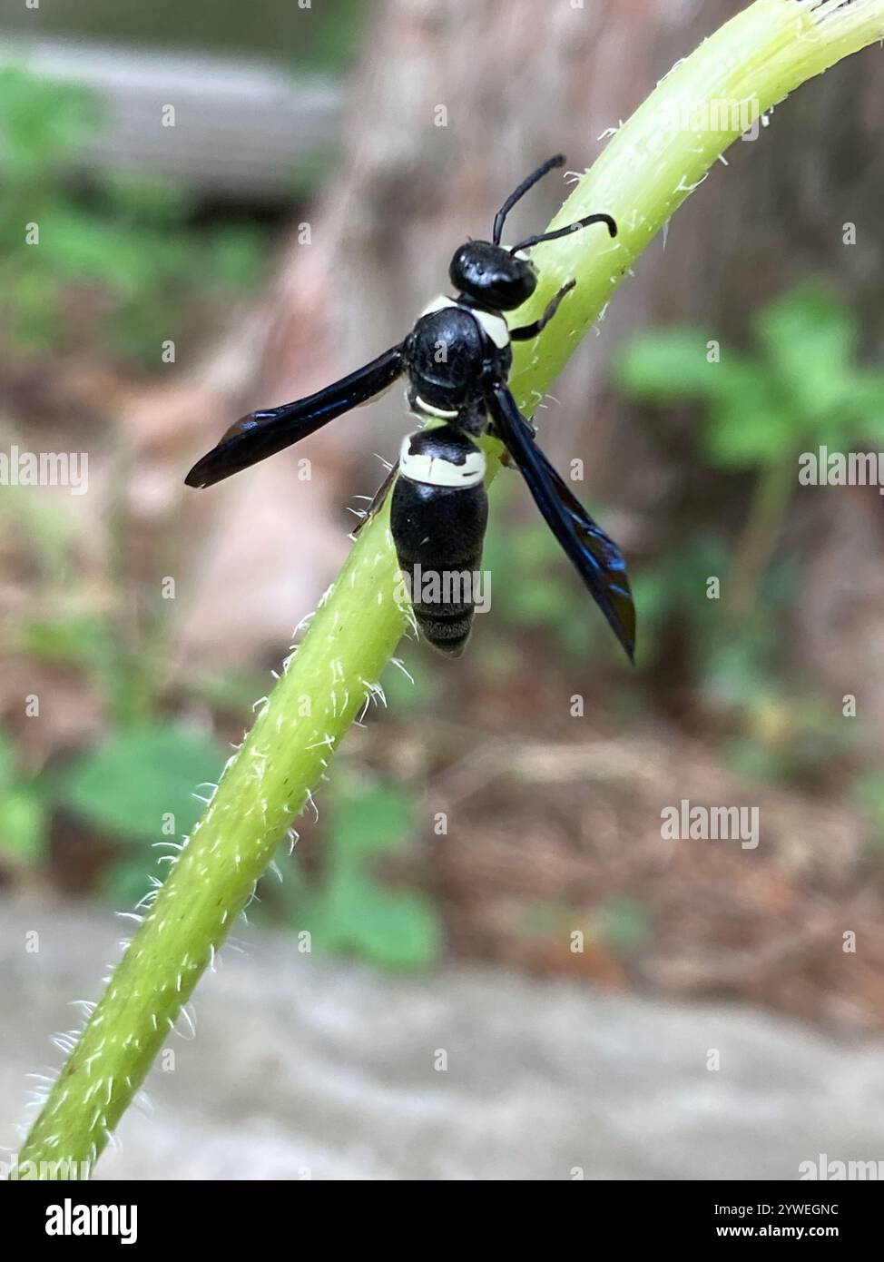 Guêpe de maçon à quatre dents (Monobia quadridens) Banque D'Images