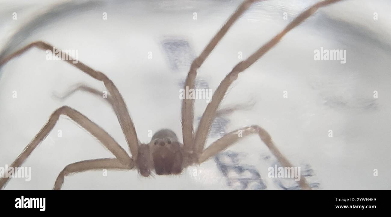 Recluse brune (Loxosceles reclusa) Banque D'Images