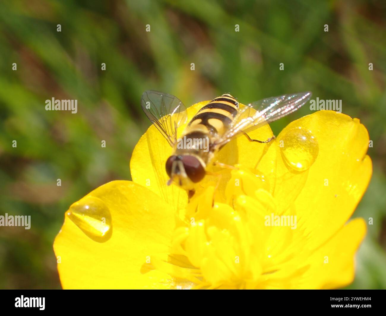 Mouche à fleurs noires (Syrphus vitripennis) Banque D'Images