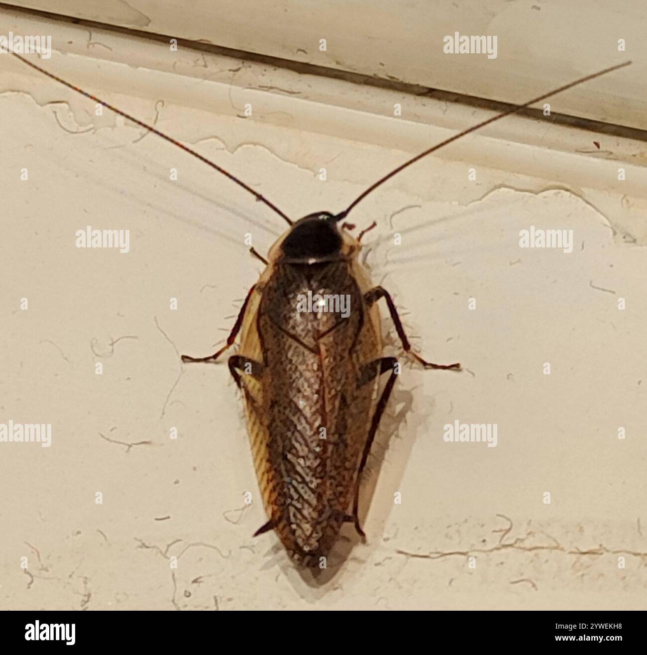 (Ectobius lapponicus cafard sombre) Banque D'Images