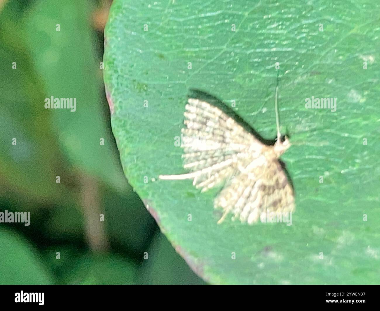 Vingt-plume Moth (Alucita hexadactyla) Banque D'Images
